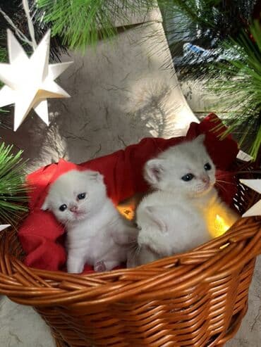 pulsuz it satilir: Britan, Erkək, Dişi — 2