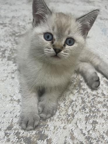 pişiy satışı: Yaxşı əllərə — 6