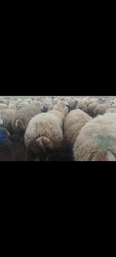 suda yaşayan heyvanlar haqqında məlumat: Dişi, il: 1, 50 kq, Damazlıq, Ünvandan götürmə — 5