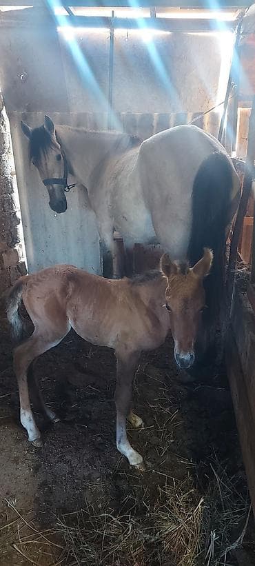 eşşəyin balası: Məhşur adlı sanlı yorğa atların balasıdı.atası 60 anası 50 ə yaxın — 3