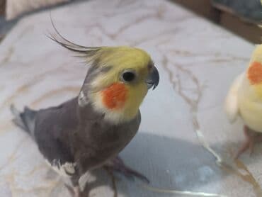 sağlam həyat sağlamlıq mərkəzi: Tam saxlam quş du dişi erkek di erkək oğuyur 1yaş yarım dı qəfəs lə — 2