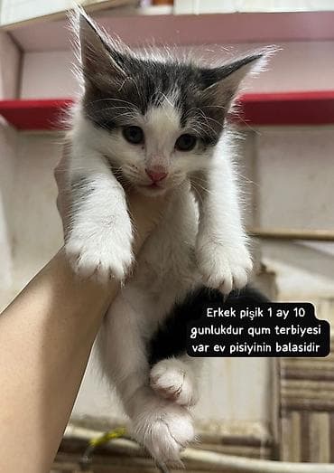 Erkək, Yaxşı əllərə
