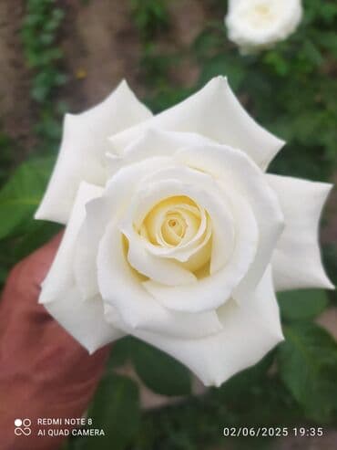 çiyələk şitili: Məhsul: Gül kolları – müxtəlif növ güllər Təsvir: - Seçmə dekorativ — 7