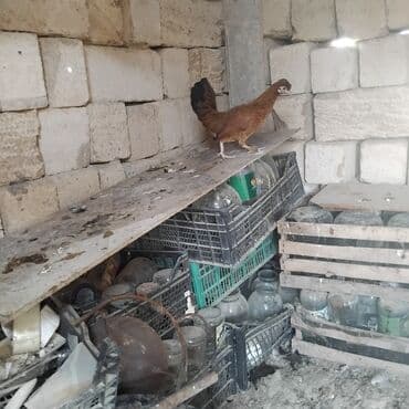 cins inekler: Toyuq, Yumurtalıq — 4