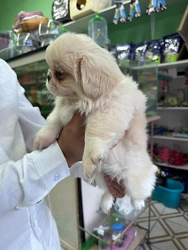 bala: Pekines, 2 ay, Dişi — 2