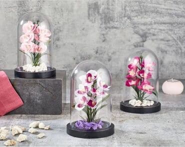 orxideya guli: Orxideya — 1