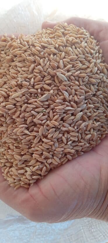 туалет для кошек: Məhsul: Buğda dənəsi (qabıqlı/çılpaqlaşdırılmamış) Təsvir: - — 3