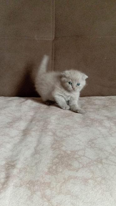 siyan pişik: Şotland yastı qulaq — 3