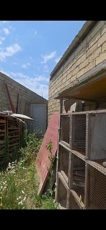 kiray: Salam anbar kimi arendaya verilir abyekt satılırda 135 kvadratdı — 4