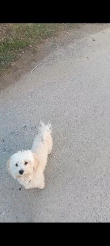 маленькие собаки в баку: Miniatür ağ it – pişik tüklü, qıvrım-ağ rəngli kürk, qara gözlər və — 4