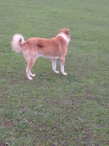 sir balasi satilir: 3 il, Erkek — 5