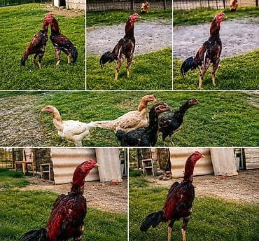 avstrolop cucə: Məhsul: Yerli fermadan uzunboynuzlu döyüş tipli toyuq cinsi – — 4