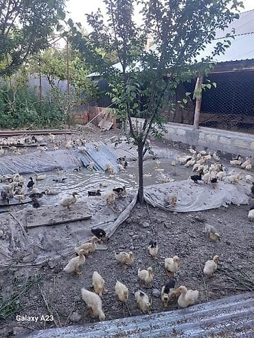 lavanda ordeyi: Satış: cücələr – ördək bala sürüsü - Növ: ev ördəyi balaları 25 — 2