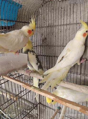 попугай корелла: Watsapla elaqe Qiymetler 45-50-60 arasi hazir cutler qiymet birine — 1