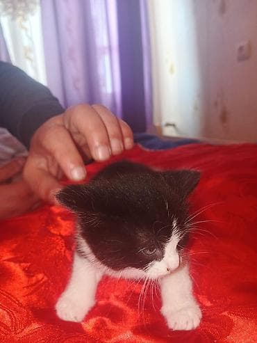 ereb ati satilir: Yaxşı əllərə — 10