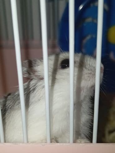 hamster satis: Hamster (cücəboy Drəvşkiy/Campbell tipli) – zərif, xırda ev heyvanı — 3