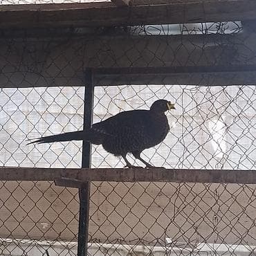 Məhsul: Qırqovul (Canlı quş) Təsvir: - Növ: Qırqovul (uzun quyruqlu