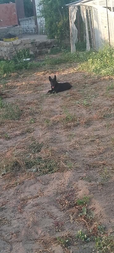 pitbull sekilleri: Alman çoban iti — 1