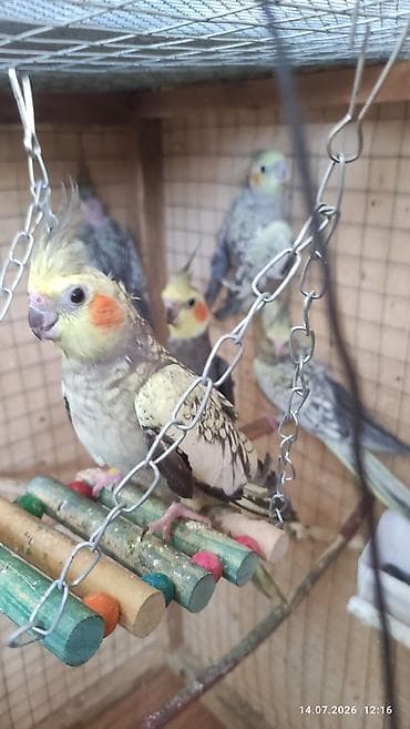 ev qus: Beşdene karella bir cüt ata ana üç balasi balalar 3 ayliqdi hamsi alan — 3