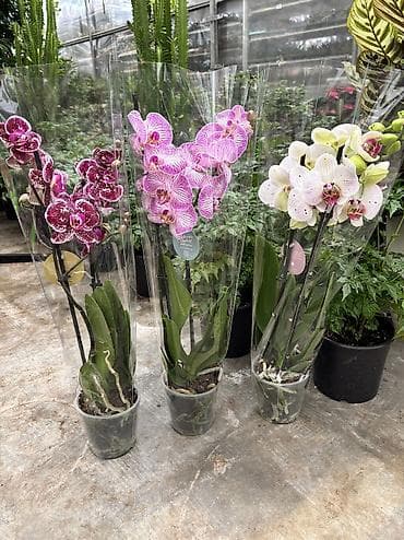 bit bazarı: Сüt çubuq orxideyalar satışda. Vatsapp mövcuddur!. Çatdırılma — 2