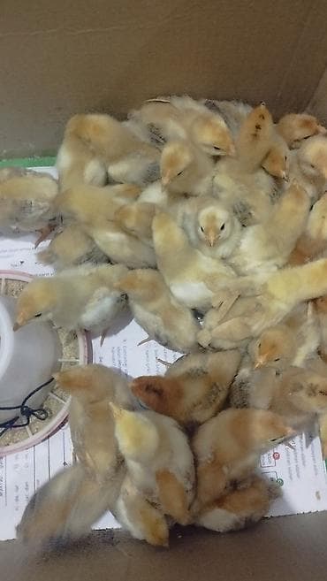 Digər heyvanlar: Prob ucun inqibatora qoymusdum 26 dene yubleynaya kucinskaya cucesi — 4