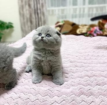 pisik ucun yuva: Britan — 1