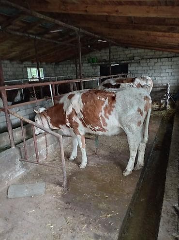 it sekilleri afcarka: Qırmızı-ağ ləkəli inək/dişi dana satılır. - Şəkillərdə təsərrüfat — 2