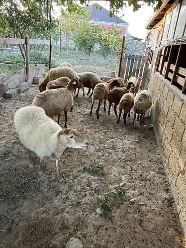 karpat ana arı: Qiymet razilasma yolu ile14 bas heyvandi 8 dene dogar qoyundu — 3