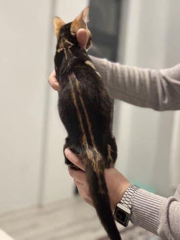 sotland pişik: Benqal — 10