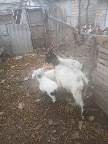 Индюшки: Ana baladllar — 4