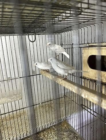ağ karella: Ağ benqallar. Azərbaycanda az olan quşlardır. 4 ededdir. Yuvası — 1