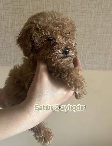 mini itler: Pudel, 2 ay — 2
