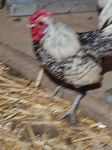 kənd toyuqu: Toyuq, Damazlıq — 4