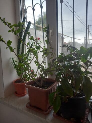 atatürk gülü qiymeti: İç məkan üçün canlı dekorativ güllər və sukulentlər - Amaryllis — 5