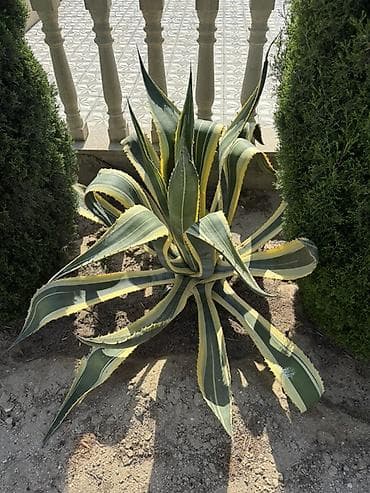 diffenbaxiya bitkisi: Agave americana ‘Variegata’ – dekorativ sukulent - Növ: Agave — 2