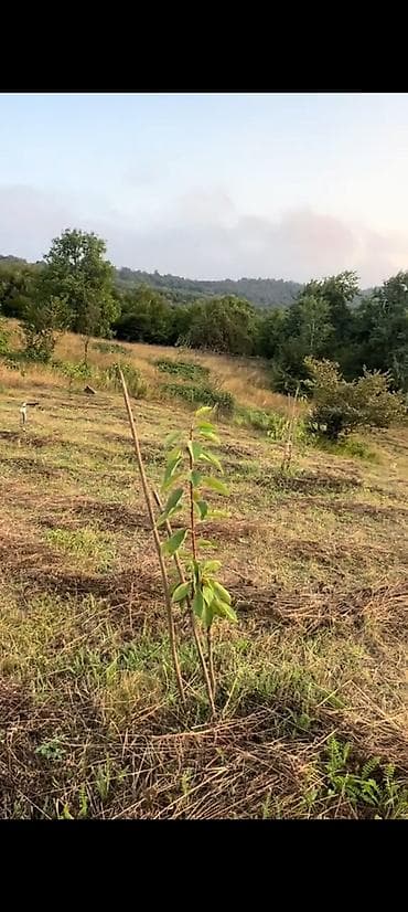 əmlak satışı: 68 sot, Kənd təsərrüfatı, Mülkiyyətçi, Kupça (Çıxarış) — 2