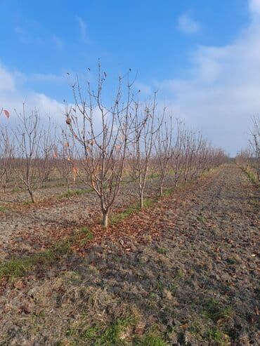 Quba-Xaçmaz ərazisindədir Asvalt yola 5km yaxınlıqda 6 illik karmen