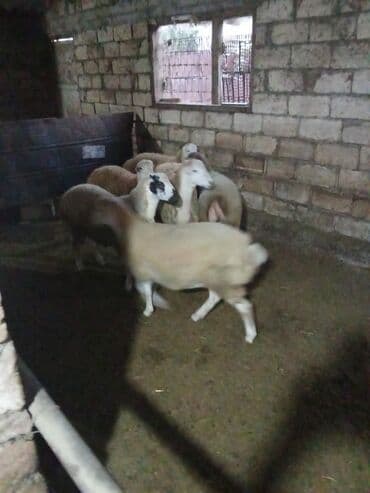 Коровы, быки: Qoyun sürüsü – qarışıq rənglər və yaşlar - Təsərrüfat şəraitində — 6