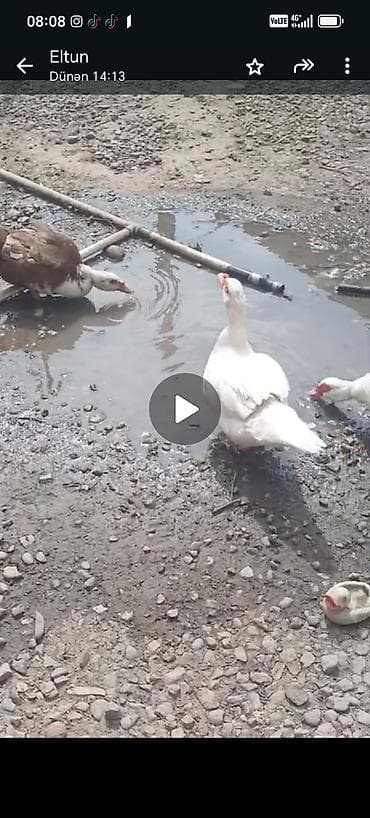 mal bazari 2020: 1erkek 1dişi qaz 1eded 30m son qiymet. 7dişi 1xoruz lal ördek. Erkek — 2