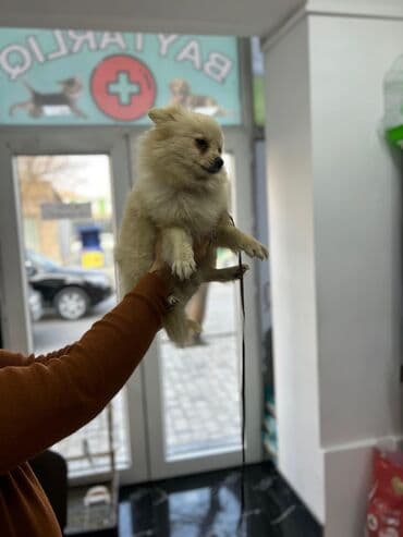 afcarka dişi: Şpitz, 1 il, Dişi, Peyvəndli, Ünvandan götürmə — 2