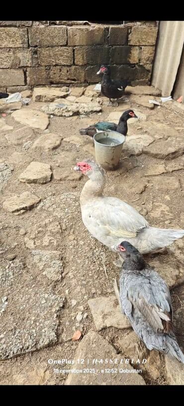 cins ineklerin satisi: Dişi, | Lal ördək, Ətlik — 2