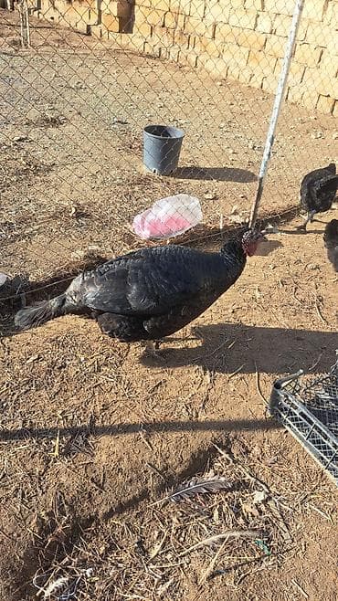 Аквариумы: Damazliq Hinduskalar. 1Xoruz 3 Fere — 2