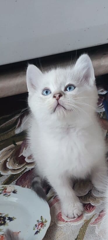 tap.az heyvanlar xacmaz: Erkək, Yaxşı əllərə, Ünvandan götürmə, Ödənişli çatdırılma — 6