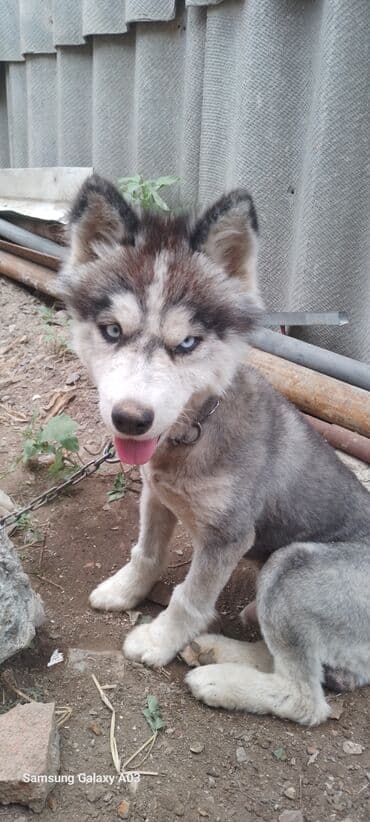 xaski it: Xaski, 6 ay, Erkek, Sənədli — 3