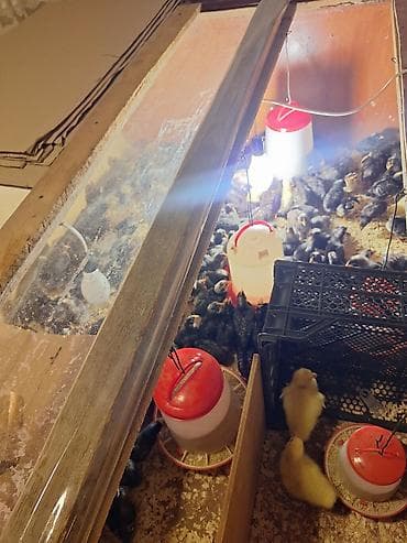 Xarkov cuceleri 15 20 gunluk tam vitaminleri verilib tam saglam aktiv