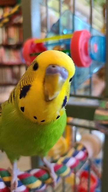 Попугаи: 🦜 Erkək və Dişi Cüt Dalğalı Tutuquşuları 🦜 💫 Biz bu qiymətə quş yox — 1