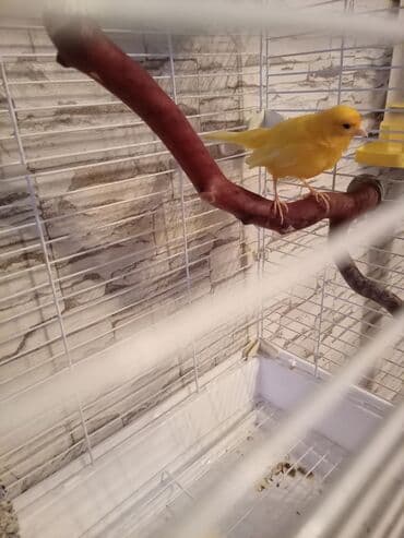 Geyimlər: Sarı kanareyka və qəfəs dəsti - Parlaq sarı rəngli kanareyka - Ağ — 1