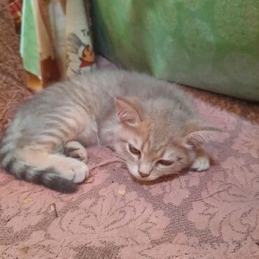 шотландская вислоухая серая: Gözəl boz rəngli balaca pişik skotiş strayt balası 2 aylıqdır — 1