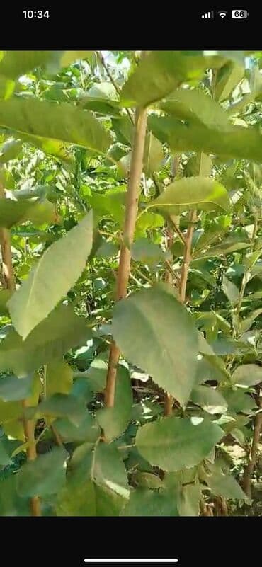 dəmir tikanı bitkisi: Gilas tingləri 1000 ədəd 2 illikdiler Napaleon Ramanı çalqırım — 2