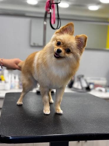 Heyvanlar üçün mallar: Şpitz, 1 il — 2